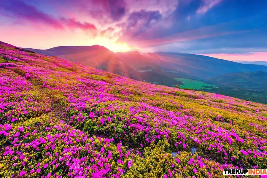 Alpine wildflowers