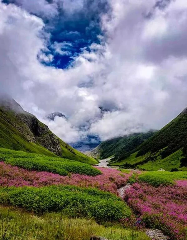 Flowers in bloom