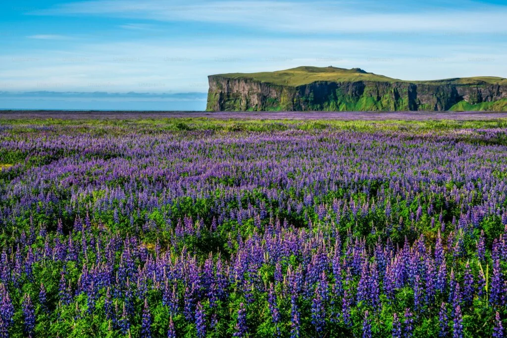 Valley Of Flowers